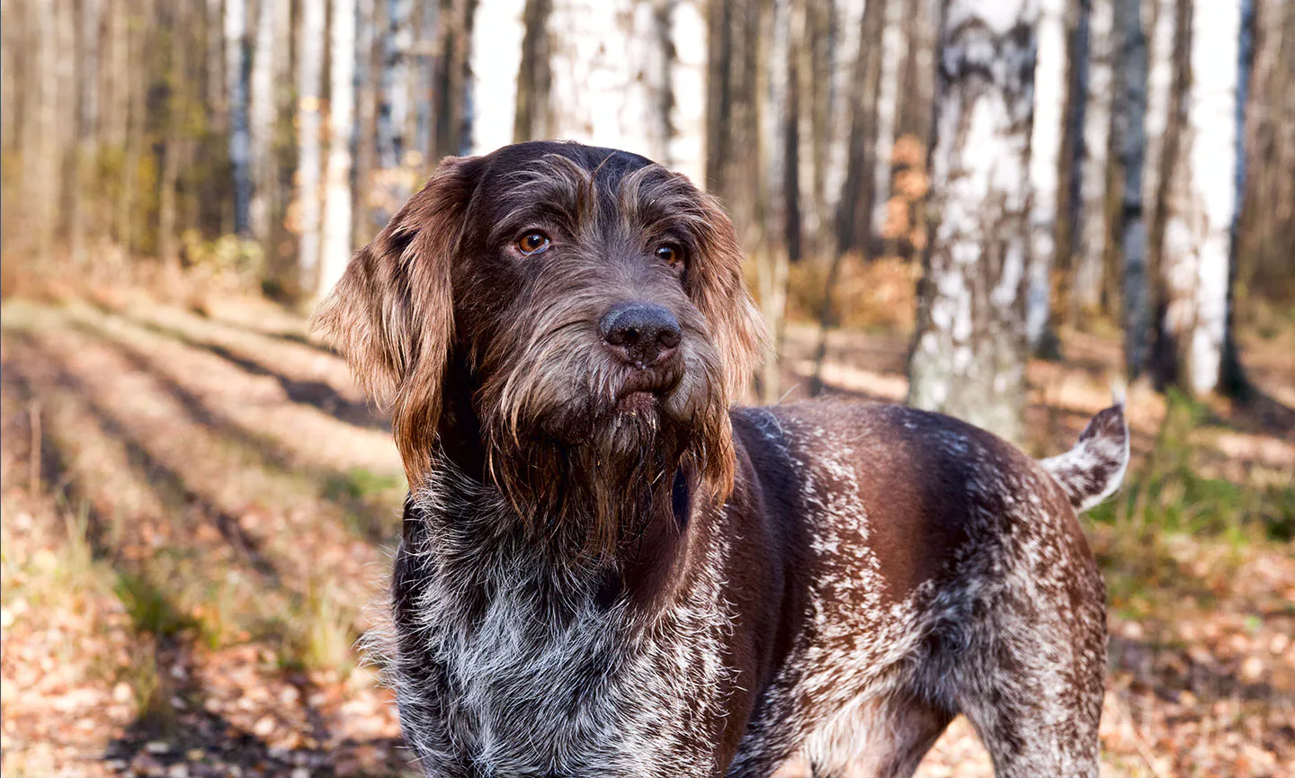 German Wirehaired Pointer Mix